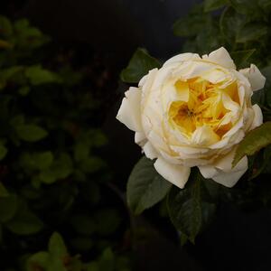 Rosa 'Amnesty International®'