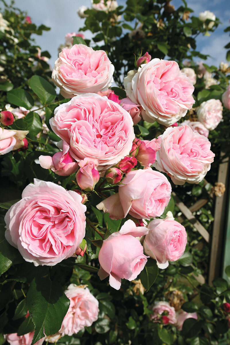 Rosa 'Giardina'