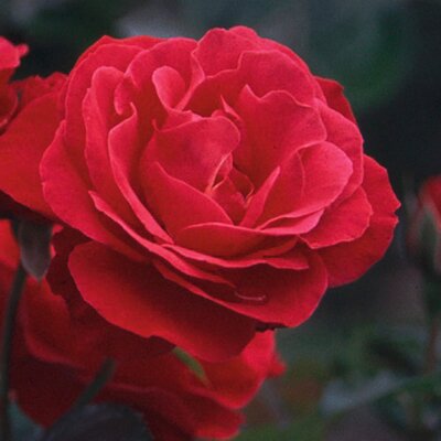 Rosa 'Gruß an Heidelberg'® | STARKL