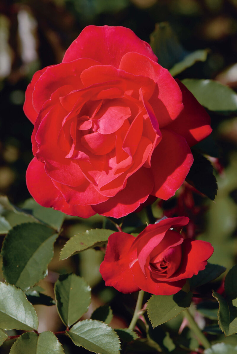 Rosa 'Gruß an Heidelberg®'