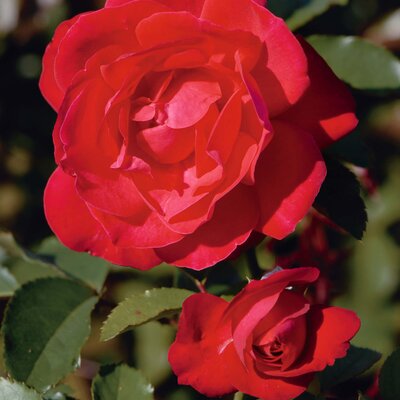 Rosa 'Gruß an Heidelberg®'