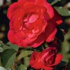 Rosa 'Gruß an Heidelberg®'
