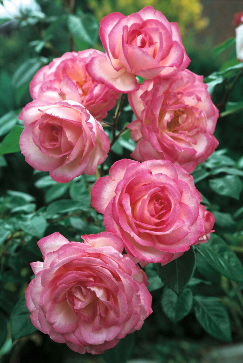 Rosa 'Harlekin'
