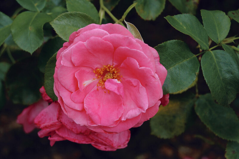Rosa 'Lawinia®'