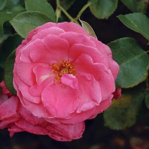 Rosa 'Lawinia®'