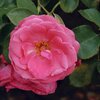 Rosa 'Lawinia®'