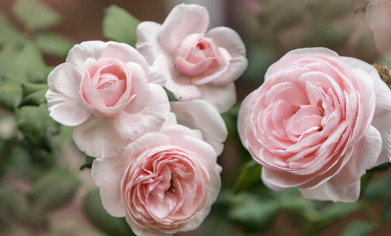 Rosa 'Nahema®'