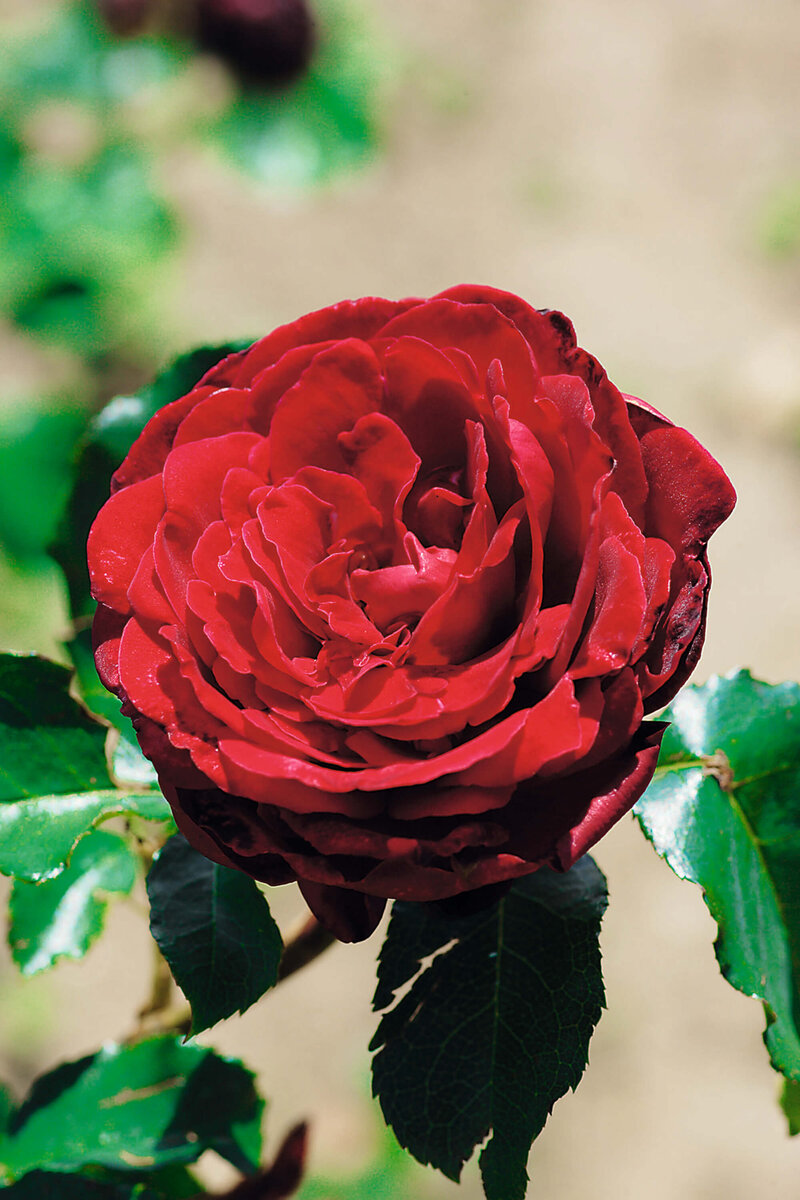 Rosa 'Messire Delbard®'