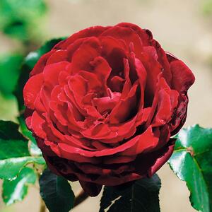 Rosa 'Messire Delbard®'