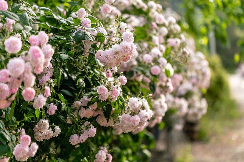Rosa 'Parfum d'Evita'
