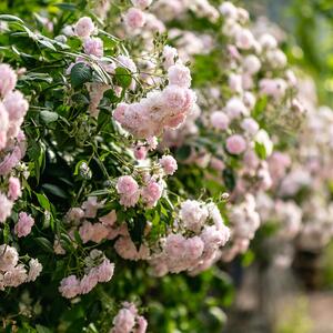 Rosa 'Parfum d'Evita'