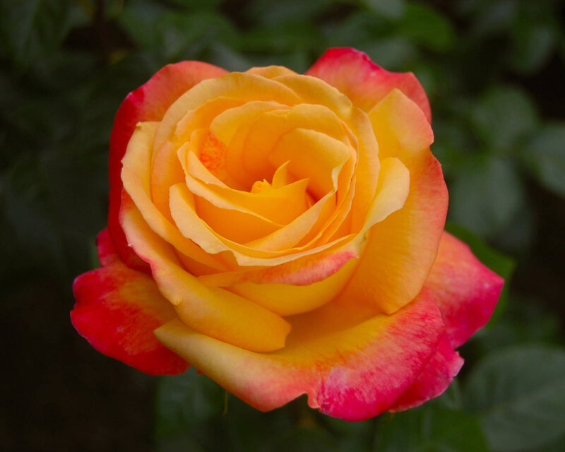 Rosa 'Parure d'Or®'