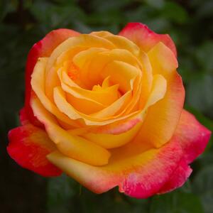 Rosa 'Parure d'Or®'