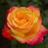 Rosa 'Parure d'Or®'