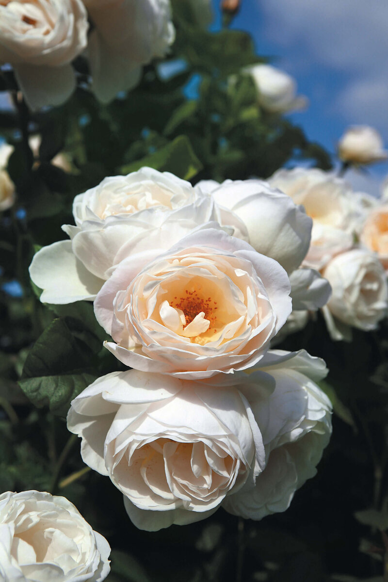 Rosa 'Uetersener Klosterrose'