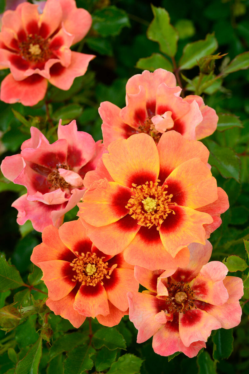 Rosa 'Flame Babylon Eyes®'