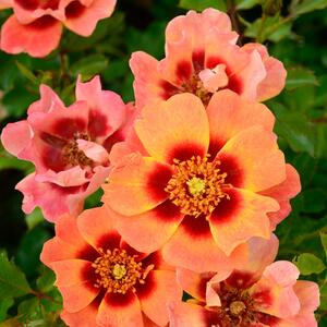 Rosa - Hybriden Flame Babylon Eyes