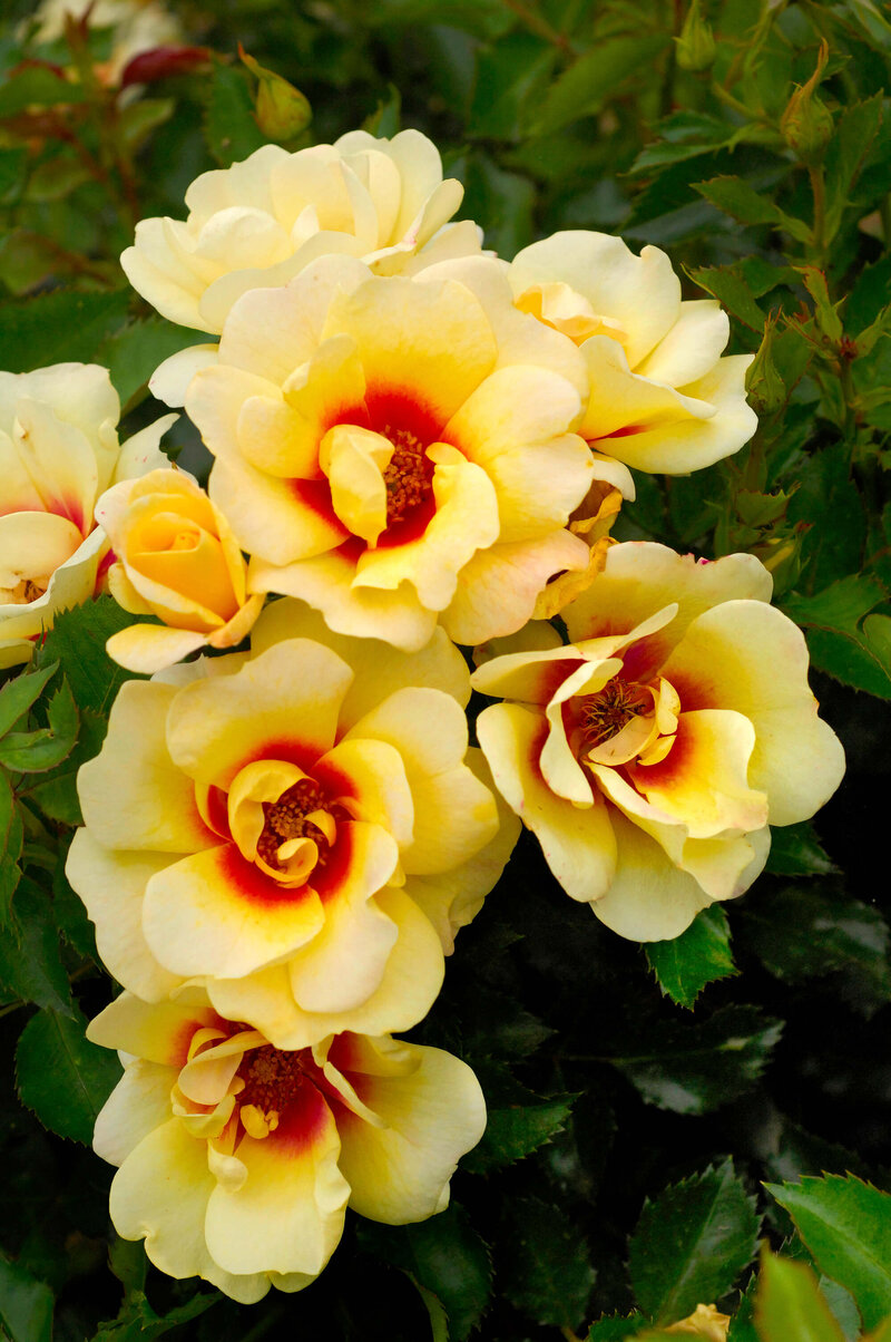 Rosa 'Glorious Babylon Eyes®'