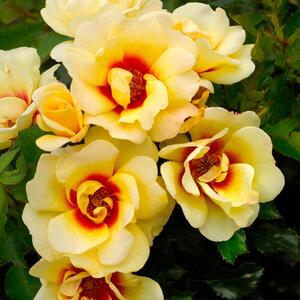 Rosa 'Glorious Babylon Eyes®'