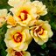 Rosa 'Glorious Babylon Eyes®'