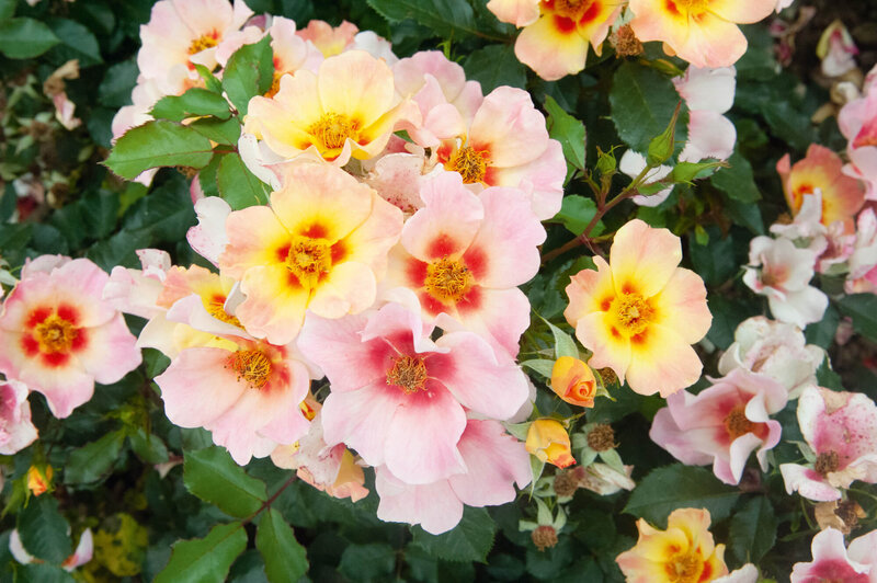 Rosa 'Julie Eyes'