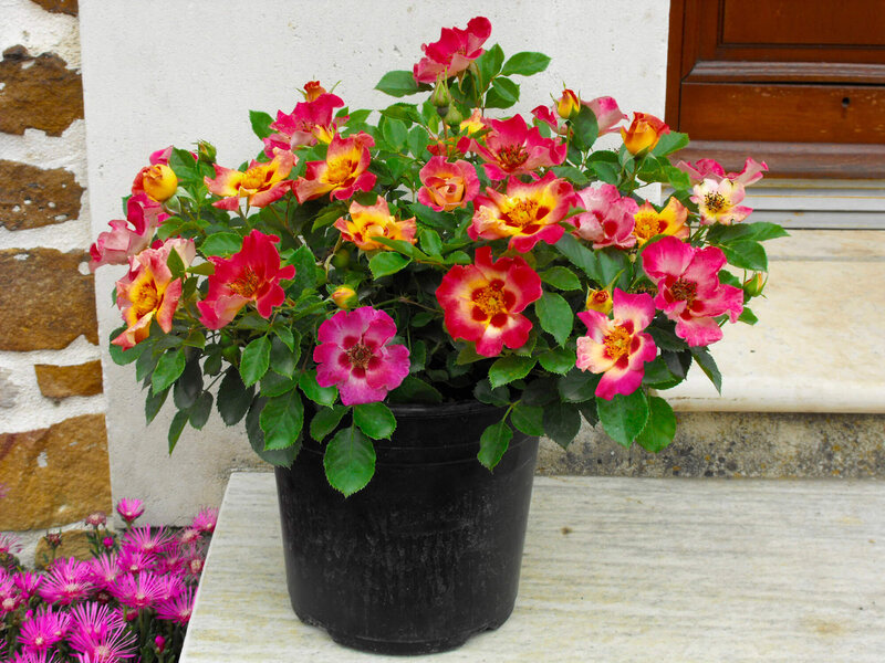 Rosa 'Sunshine Babylon Eyes®'