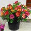 Rosa 'Sunshine Babylon Eyes®'