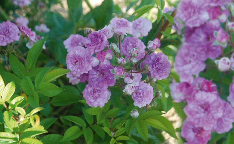 Rosa 'Marie Viaud'