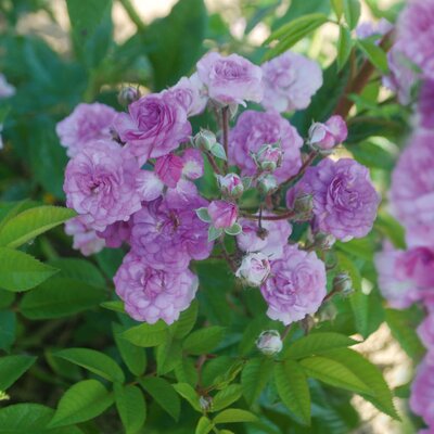 Rosa 'Marie Viaud'
