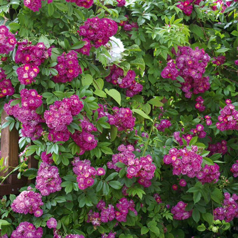 Rosa 'Perennial Blue'