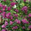 Rosa 'Perennial Blue'