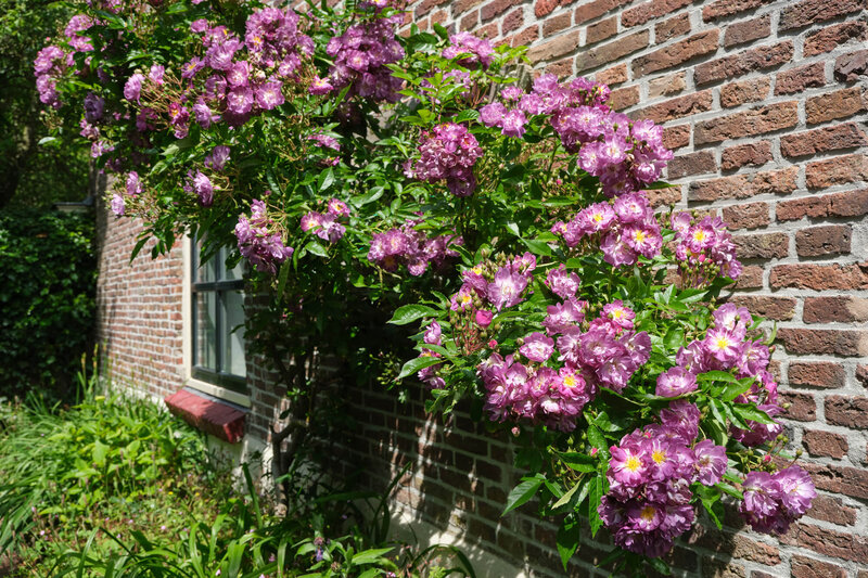 Rosa 'Veilchenblau'
