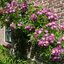 Rosa 'Veilchenblau'