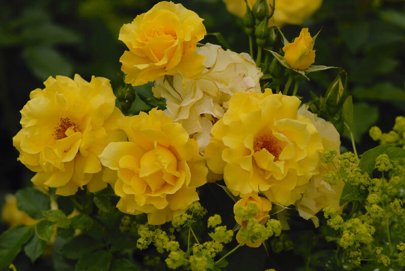 Rosa 'Adson von Melk'