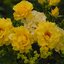Rosa 'Adson von Melk'