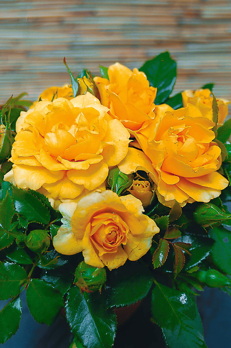 Rosa 'Adson von Melk'