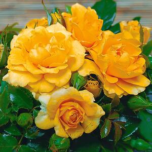 Rosa 'Adson von Melk'