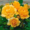 Rosa 'Adson von Melk'
