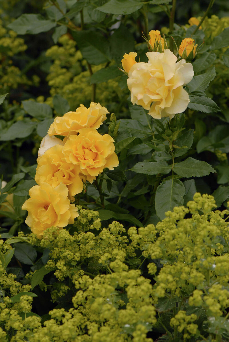 Rosa 'Adson von Melk'