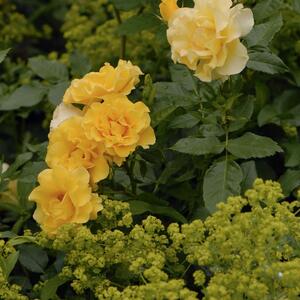 Rosa 'Adson von Melk'