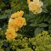Rosa 'Adson von Melk'