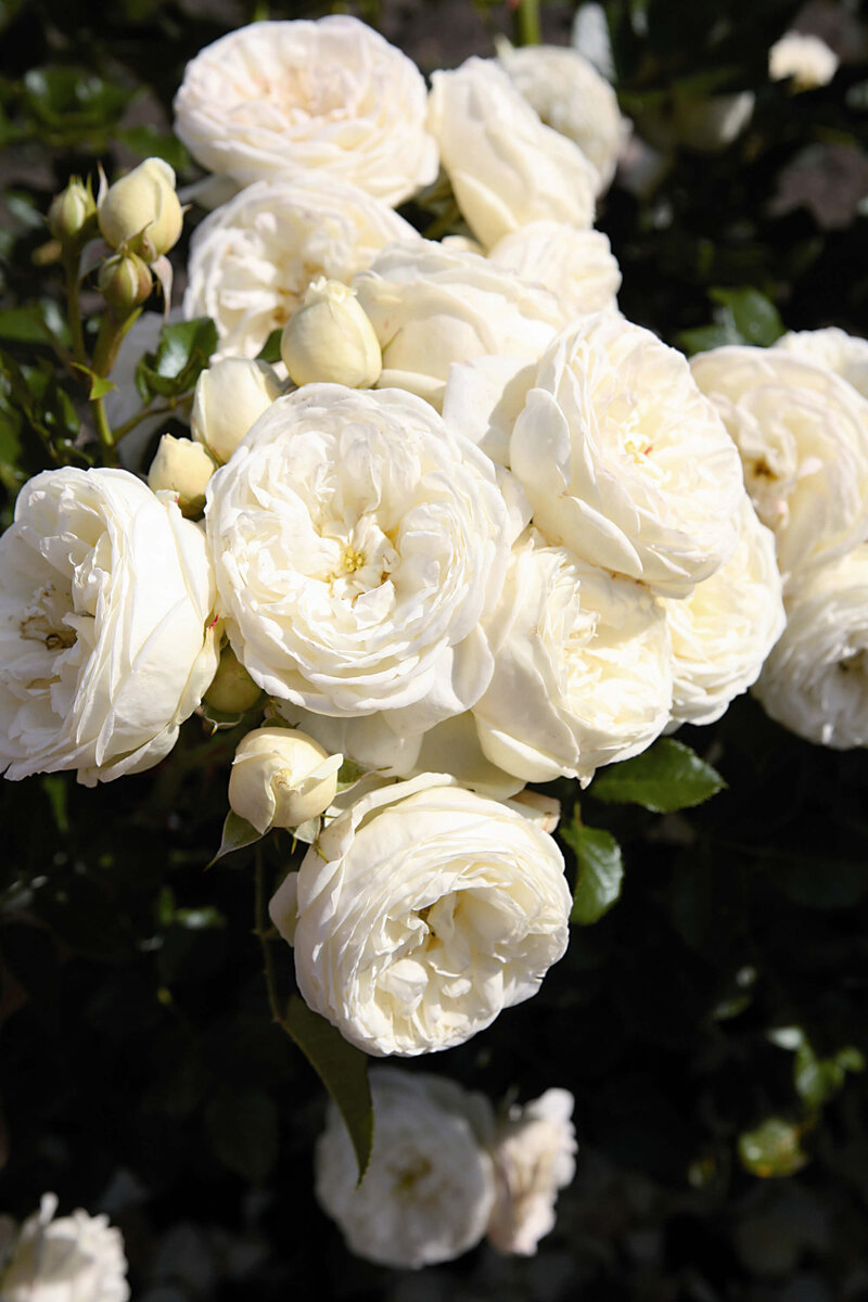Rosa 'Artemis®'