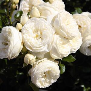 Rosa 'Artemis®'