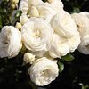 Rosa 'Artemis®'