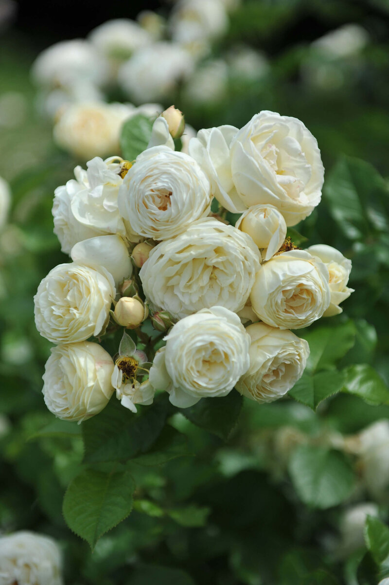 Rosa 'Artemis®'
