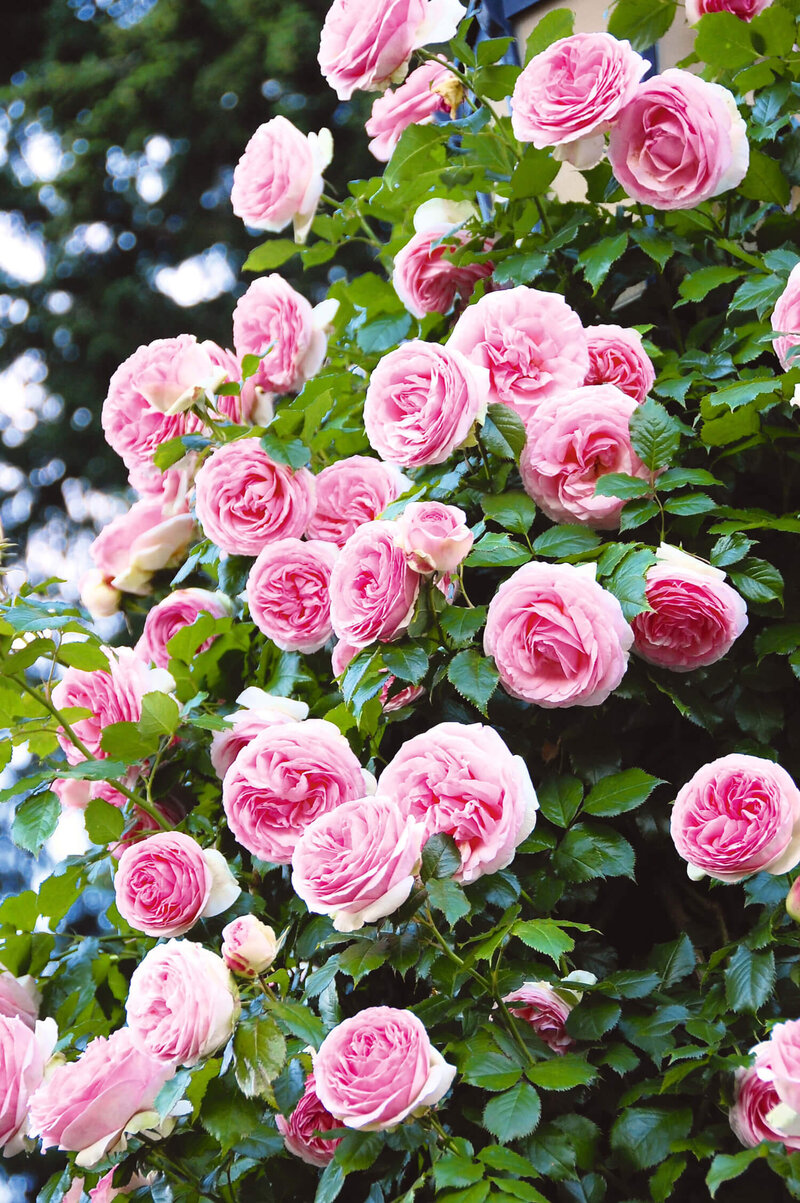 Rosa 'Edenrose®'