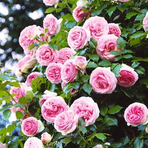Rosa 'Edenrose®'