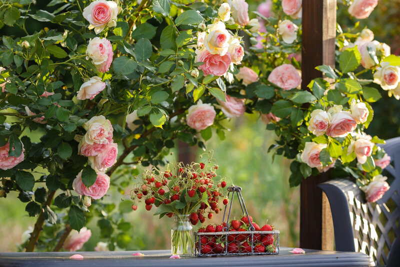 Rosa 'Edenrose®'