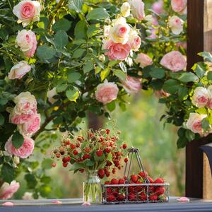 Rosa 'Edenrose®'