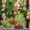 Rosa 'Edenrose®'